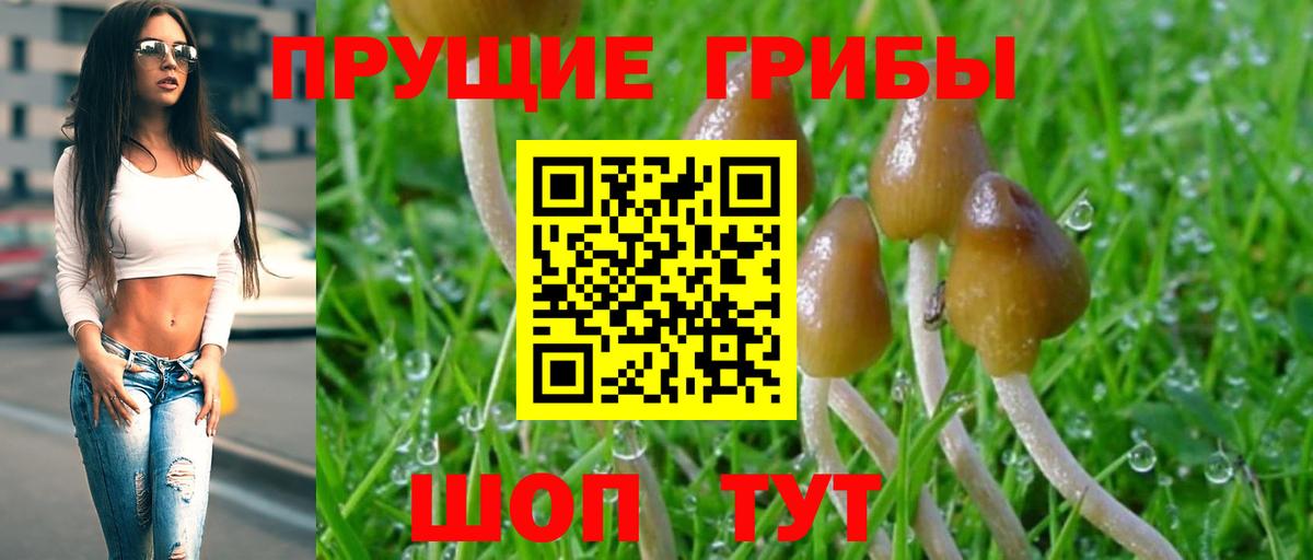 дарнет шоп  Джанкой  Псилоцибиновые грибы Cubensis 